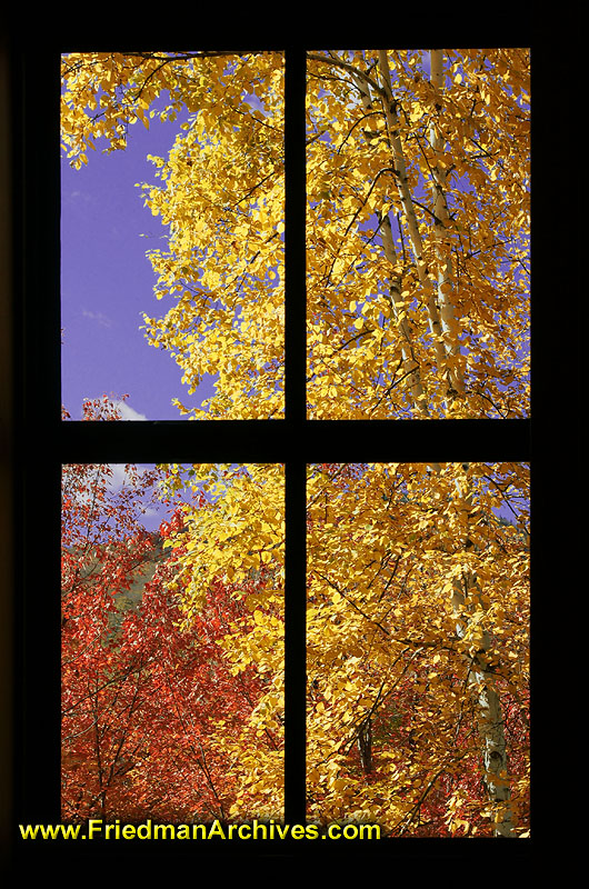 fall,leaves,color,orange,autumn,leaf,window,pane,silhouette,blue,sky,
